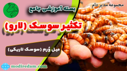 پرورش و نگهداری سوسک مولد (میل ورم)  - مشاوره در واتساپ 3211 373 0919