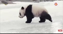 فیلم سینمایی | بازگشت پاندا به...