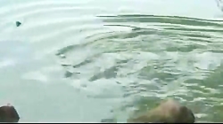 شکار کبوتر توسط لاکپشت