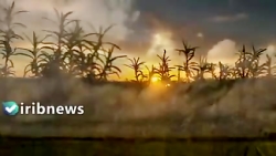 با دارو های گیاهی می توان به ج...