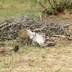 مستند حیات وحش :: جدال پلنگ،ما...