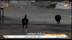 طنز مستر گیزن | بازار روز زنجا...