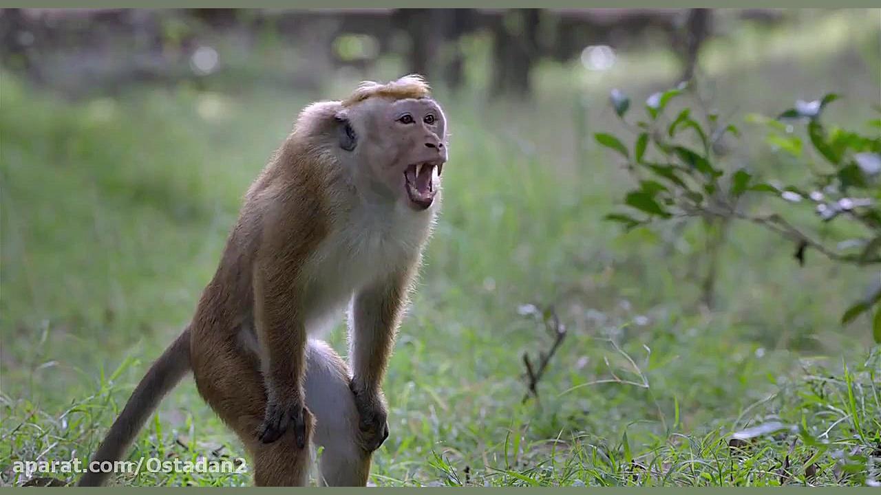 مستند شاه میمون‌ها ۲۰۱۹ با دوبله فارسی و کیفیت فول اچ دی زمان4843ثانیه