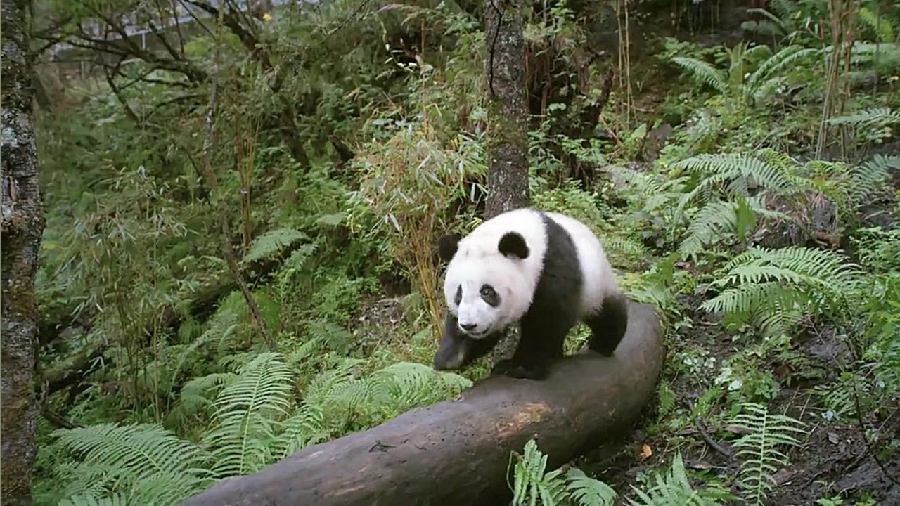 تریلر مستند Pandas : The Journey Home 2014 زمان82ثانیه
