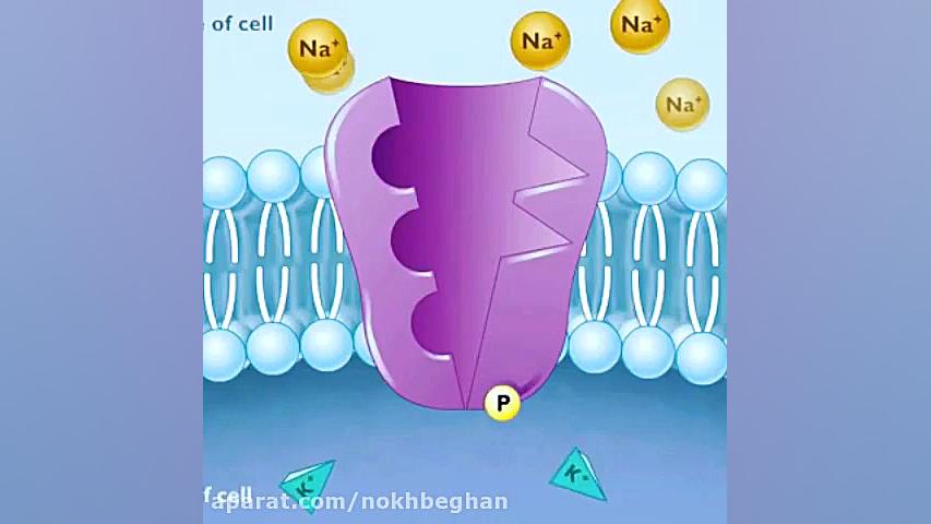 پمپ سدیم پتاسیم ژنراتور پالس عصبی