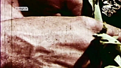 مستند | میوه های روی درخت ماند...