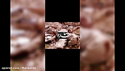 طرح لاله های روشن یادواره شهید...