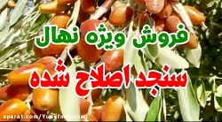 گران ترین سنجد دنیا،سنجد حاج ح...