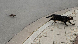 فرار دیدنی یک گربه از موش