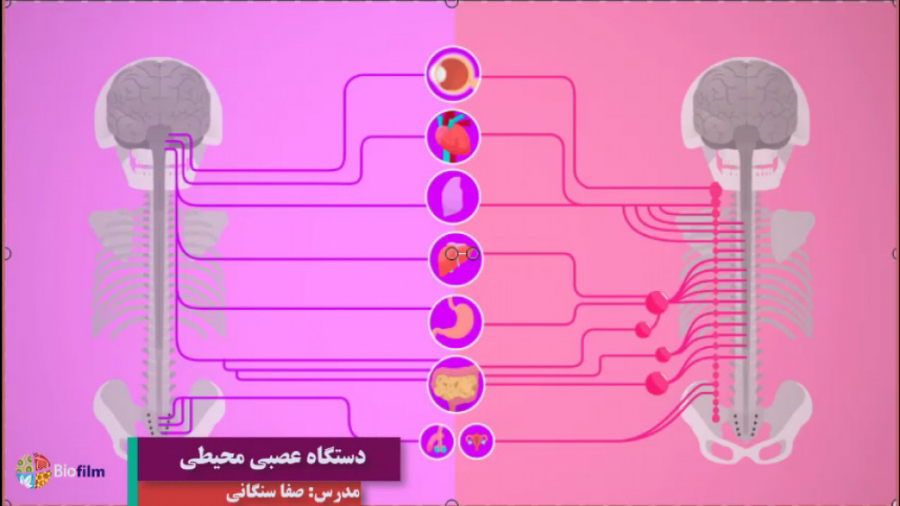 دستگاه عصبی خود مختار ترمیم سوختگی