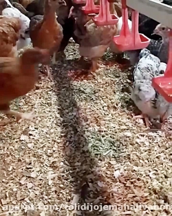 تاثیر روشنایی در پرورش مرغ بومی تخمگذار