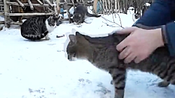 من عاشق گربه هستم