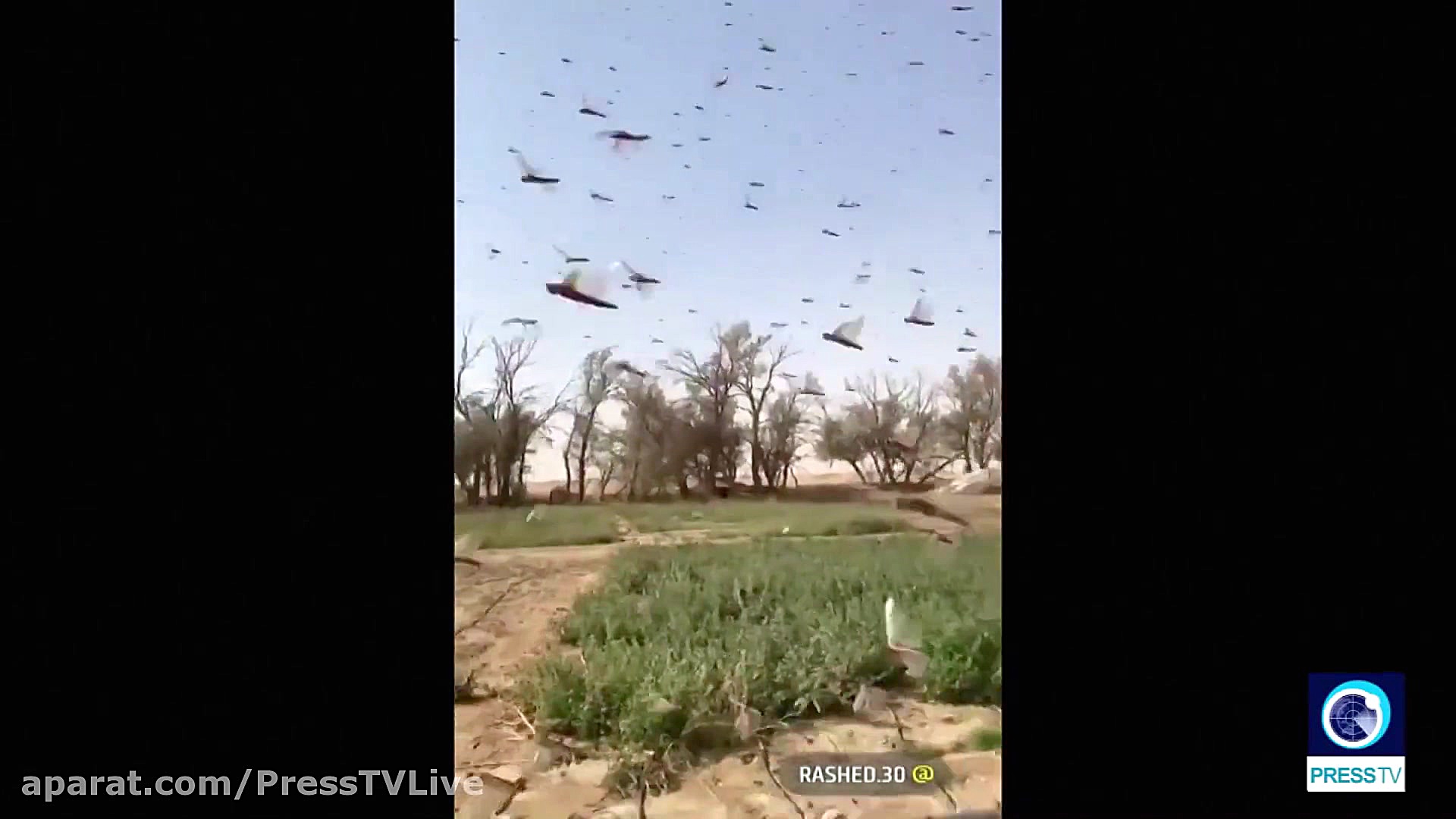 Swarms of locusts hit Saudi crops زمان26ثانیه