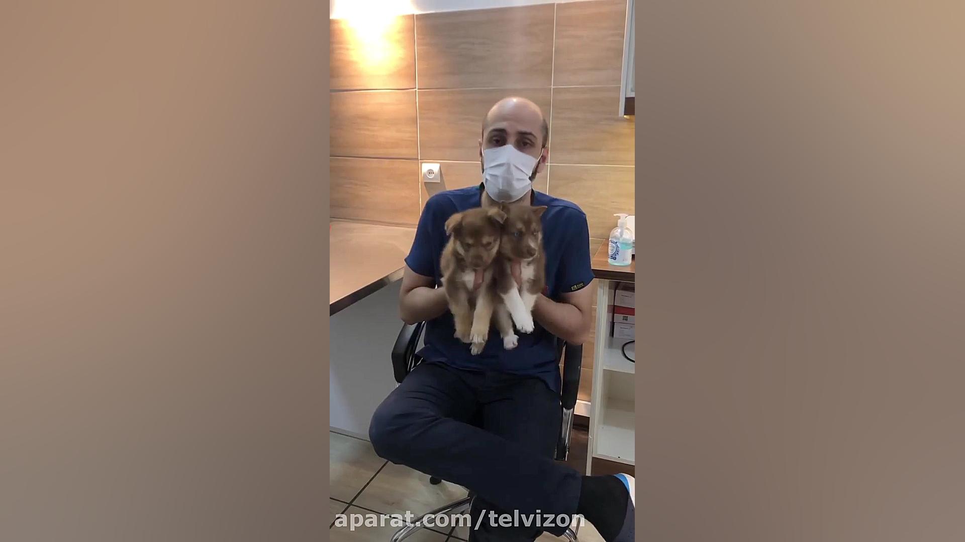 دو توله سگ بامزه در مطب دامپزشکی دکتر برداشتن توده