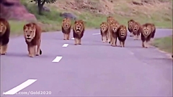 Scary video of Lions walking towards car