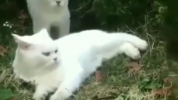 گربه های بامزه ..... سر قرار