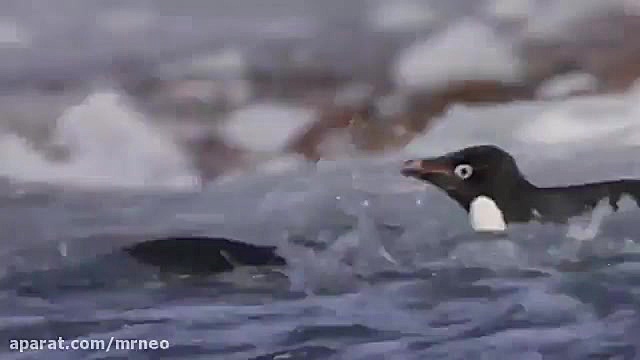 مستند سینمایی |   پنگوئن ها 2019 Penguins زمان4589ثانیه