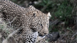 شکار هوشمندانه و برق آسای آهو...