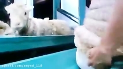 پشم ریزون O:o توضیحات رو بخونی...