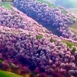 اهنگ بسیارزیبای ترکی دلبر | تص...