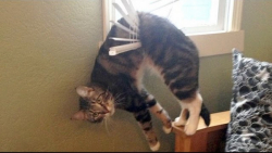 بامزه و خنده دار- لحظات فان با...