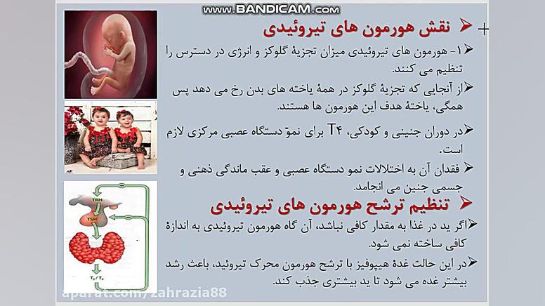 تنظیم - غده های درون ریز- مدرس: زهرا ضیاء لیپوماتیک