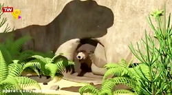 ماشا و میشا | کارتون مخصوص کود...