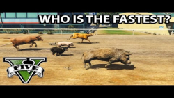 سری مستند آزمایشات GTA | قسمت سوم : کدام حیوان سریع تر است؟