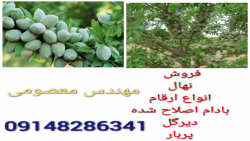 فروش نهال بادام اصلاح شده دیرگ...