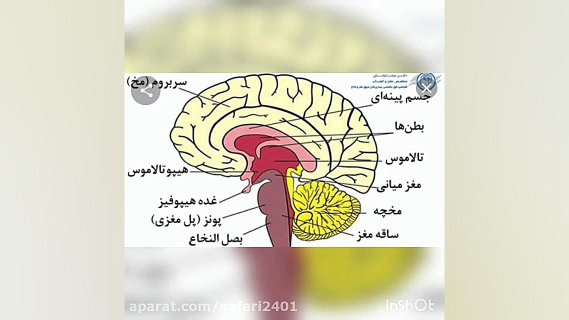 علوم هشتم - مخ -نسرین صفری زیست شناسی وعلوم _ نسرین صفری