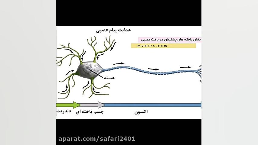 نورون- علوم هشتم زیست شناسی وعلوم _ نسرین صفری