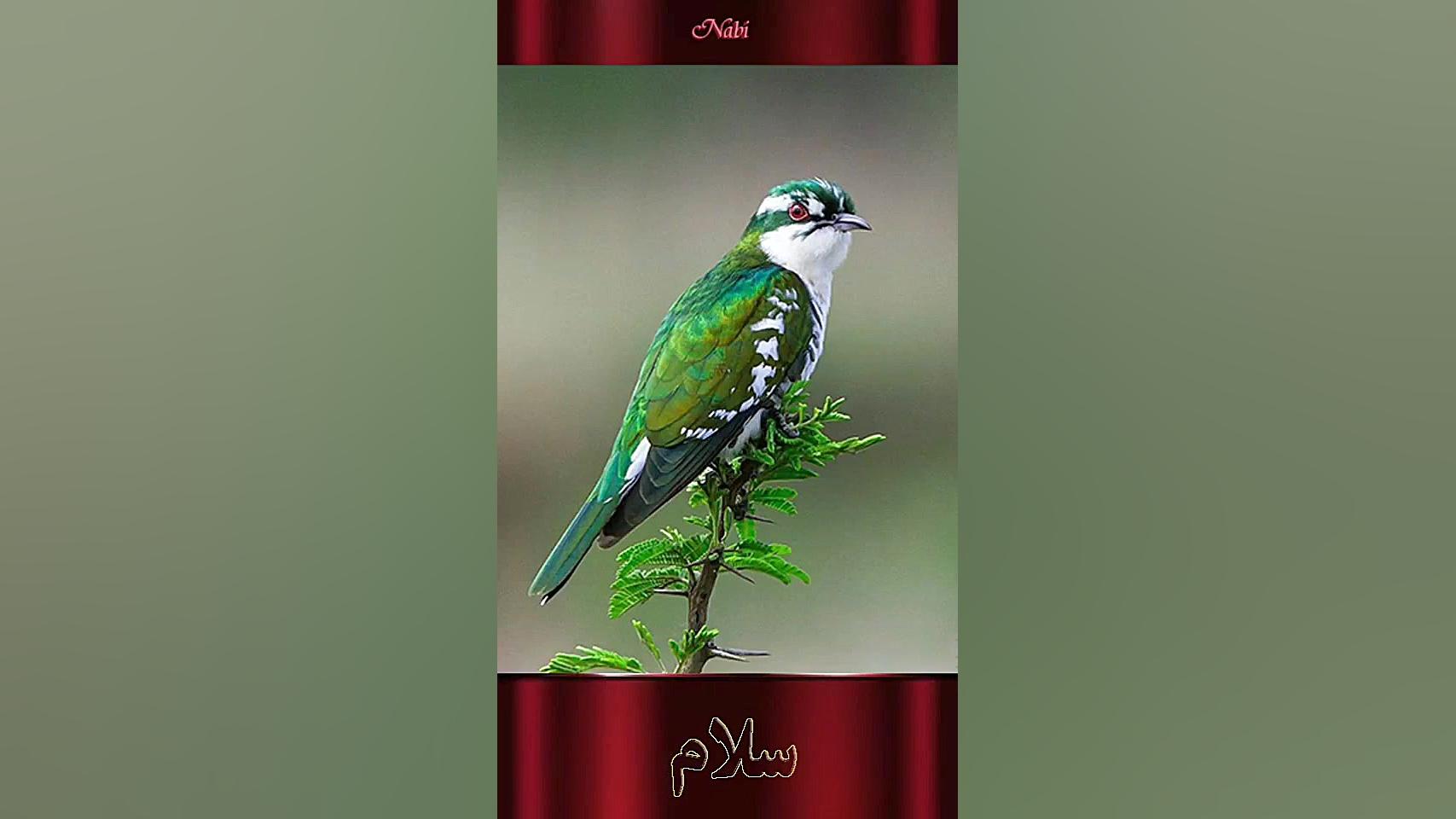 صبح قشنگ افترافکت