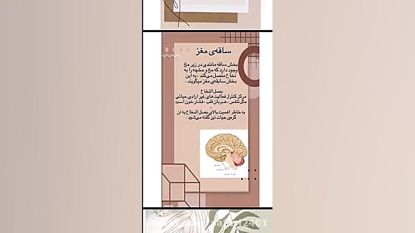 اجزا مغز- علوم هشتم- نسرین صفری زیست شناسی وعلوم _ نسرین صفری