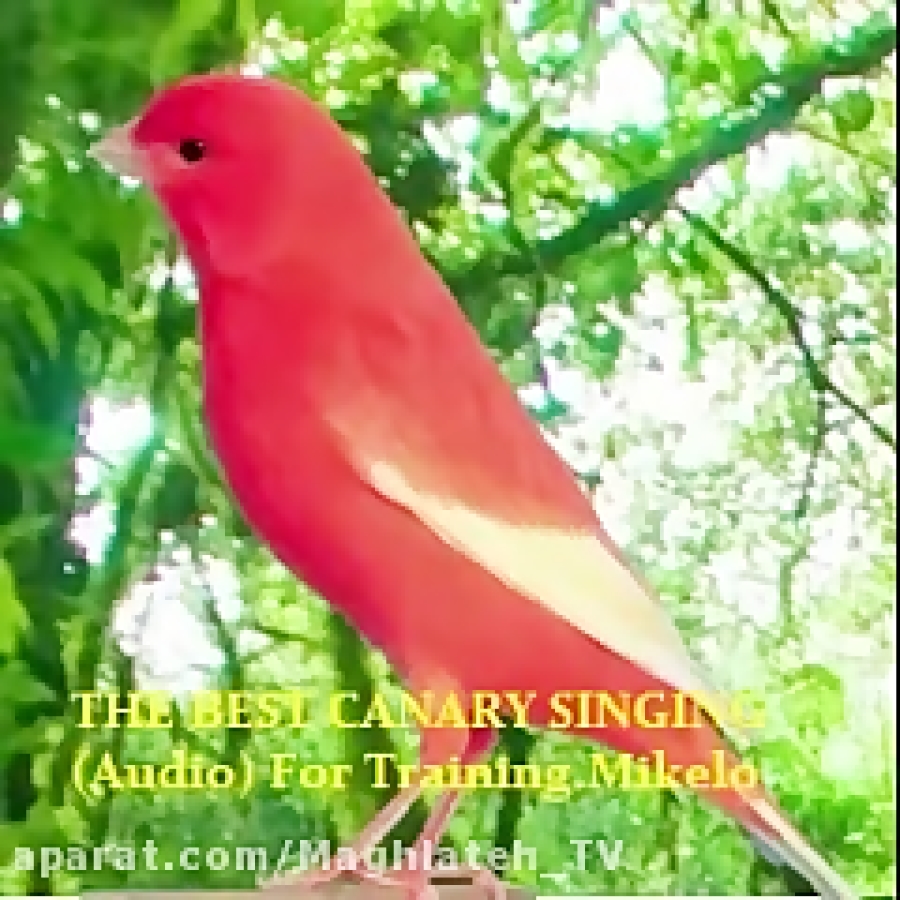 Canary песни
