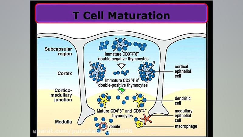 ايمونولوژي-مبحث لنفوسيت ها و آنتي بادي... DLCO
