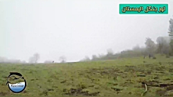 تور جنگل الیمستان