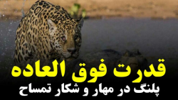 حمله پلنگ به تمساح غول پیکر