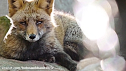 حیوانات وحشی باورنکردنی را می...