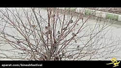 فیلم کوتاه &laquo;گنجشک&zwnj;ه...