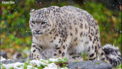 بزهای کوهی شاخدار در برابر یوز...