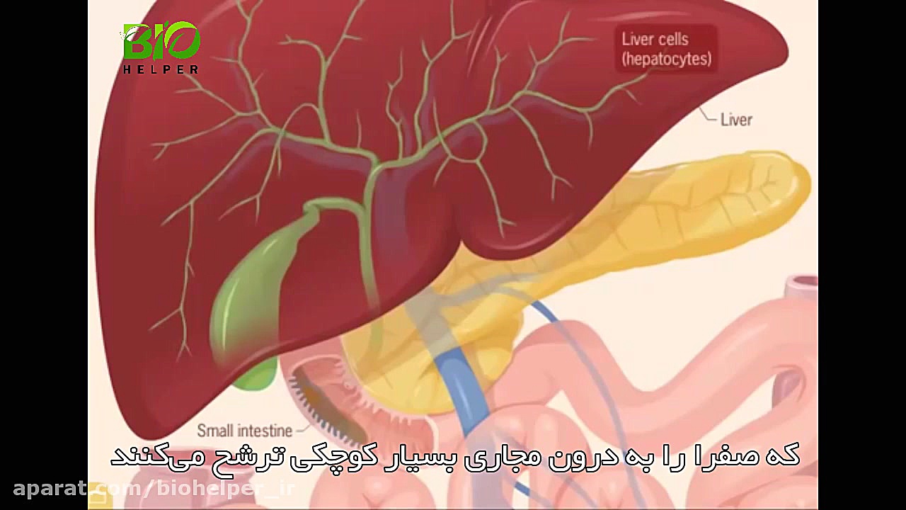 انیمیشن دستگاه گوارش لیفت گردنایمپلنت دندان