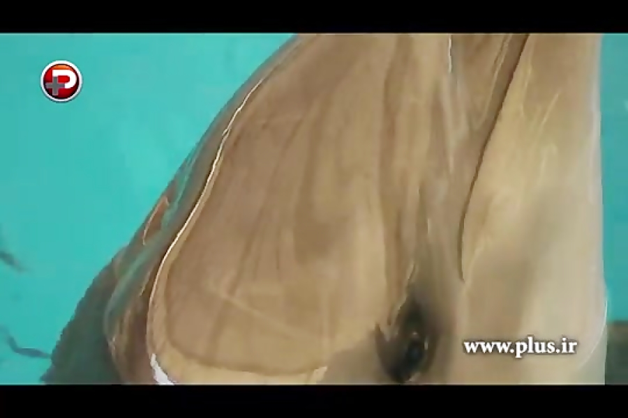 رقص دلفین ها و شیرهای دریایی در برج میلاد تهران/اختصاصی زمان413ثانیه