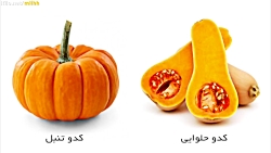کدو حلوایی یا کدو تنبل و خواص...