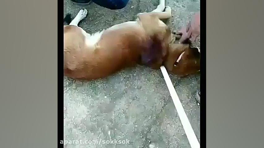لطفا تا انتها ببینید سگی که بر اثر ضربه آسیب دیده بود در محل جراحی شد درمان ریزش مو