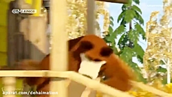 ماشا و میشا | کارتون مخصوص کود...