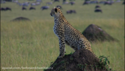 ماجراجویی در بهشت حیات وحش  شک...