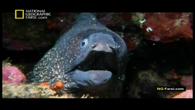 مستند اختاپوس  واتشفشان-National Geographic Octopus Volano زمان92ثانیه