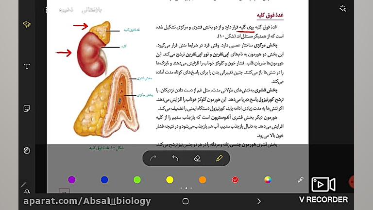 غده فوق کلیه موش کنگره