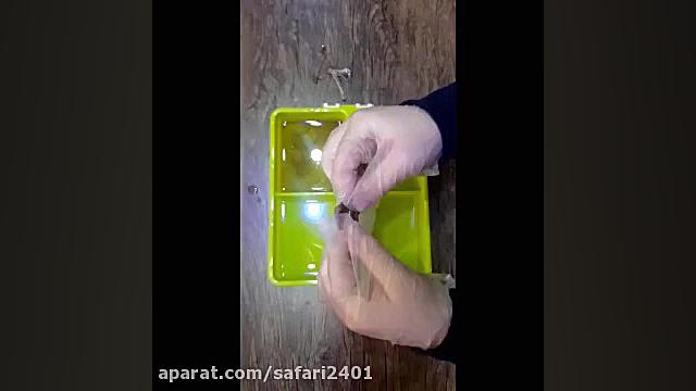 ازمایش اثر اسید وحرارت بر استخوان _ علوم هشتم _ نسرین صفری زیست شناسی وعلوم _ نسرین صفری