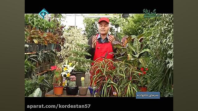 آموزش پرورش گیاه کورتون2 جراحی لثه